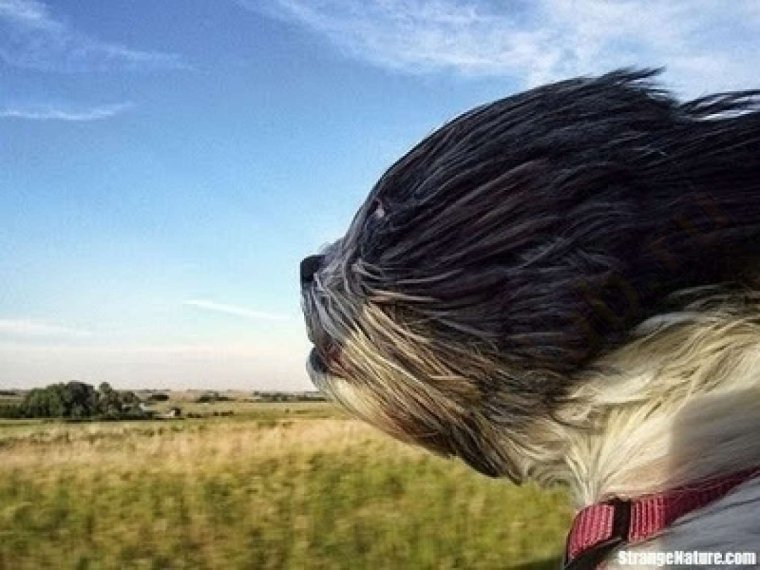 Сильный ветер собака