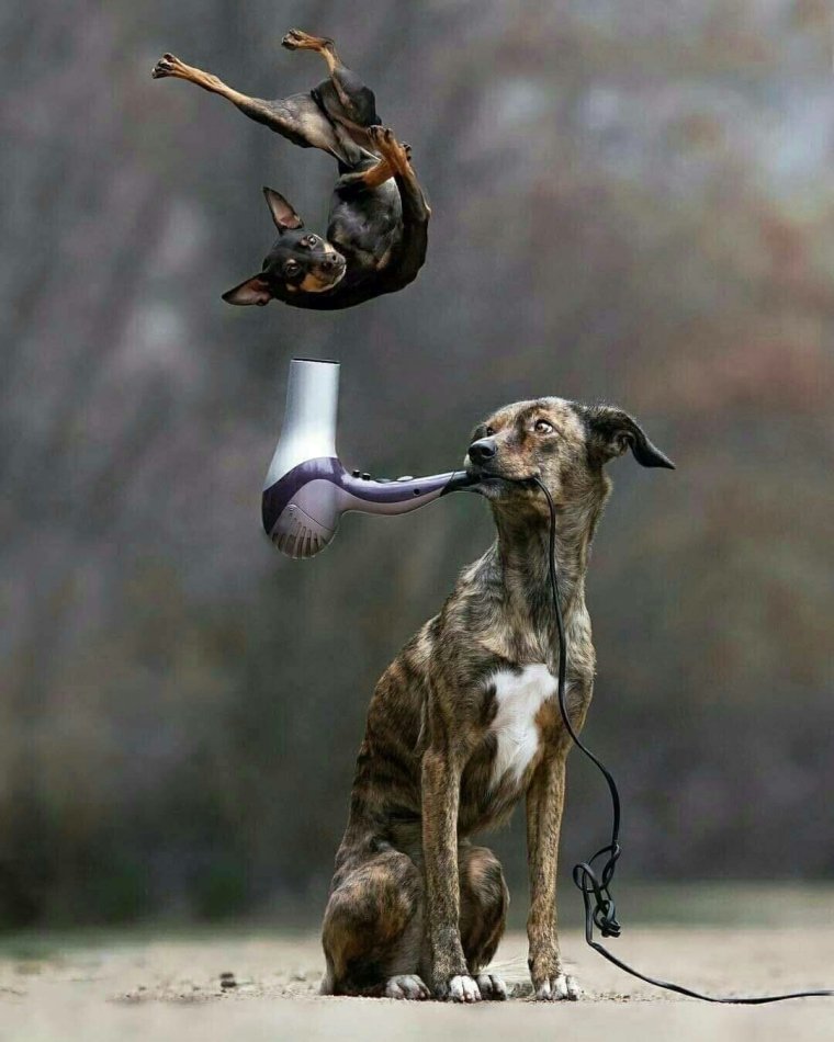 Сильный ветер собака