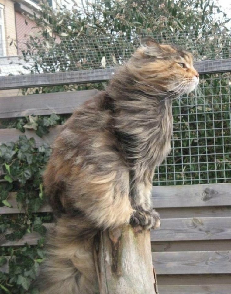 Кота сдувает ветром