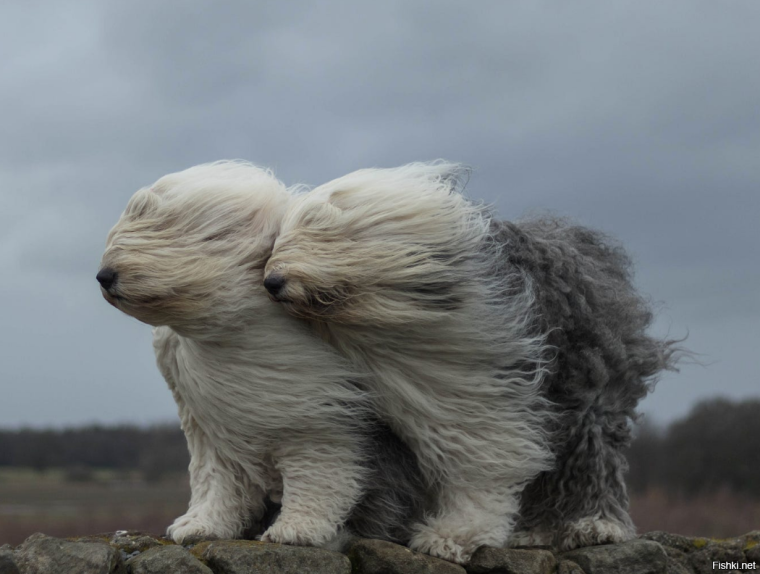 Сильный ветер