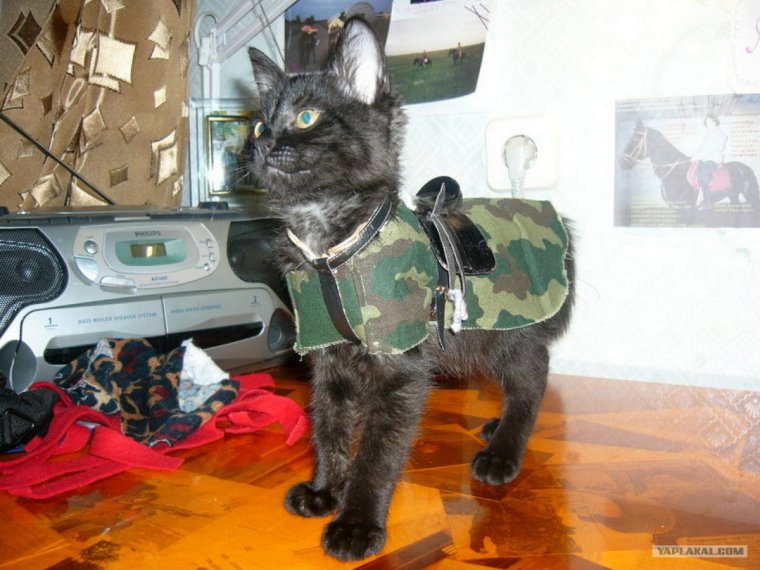 Кот в бронежилете