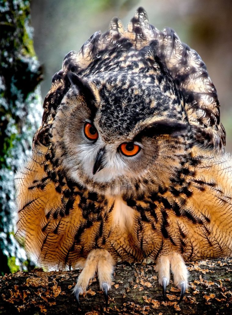 Гифки засранцев прикольные