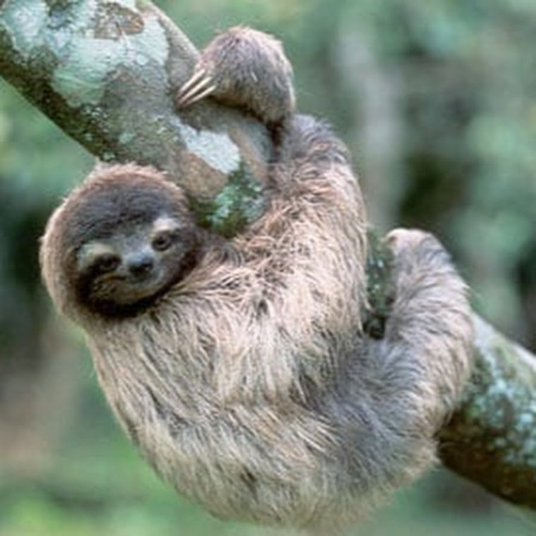 Увеличь фото кота прикол