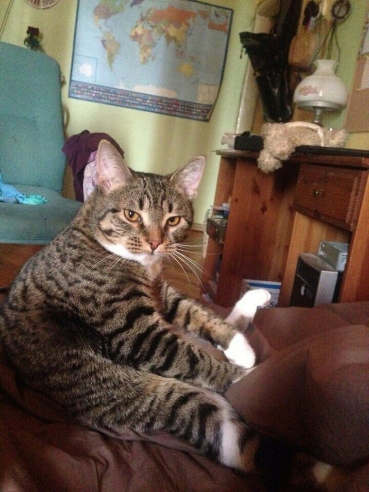 Мокрый петух