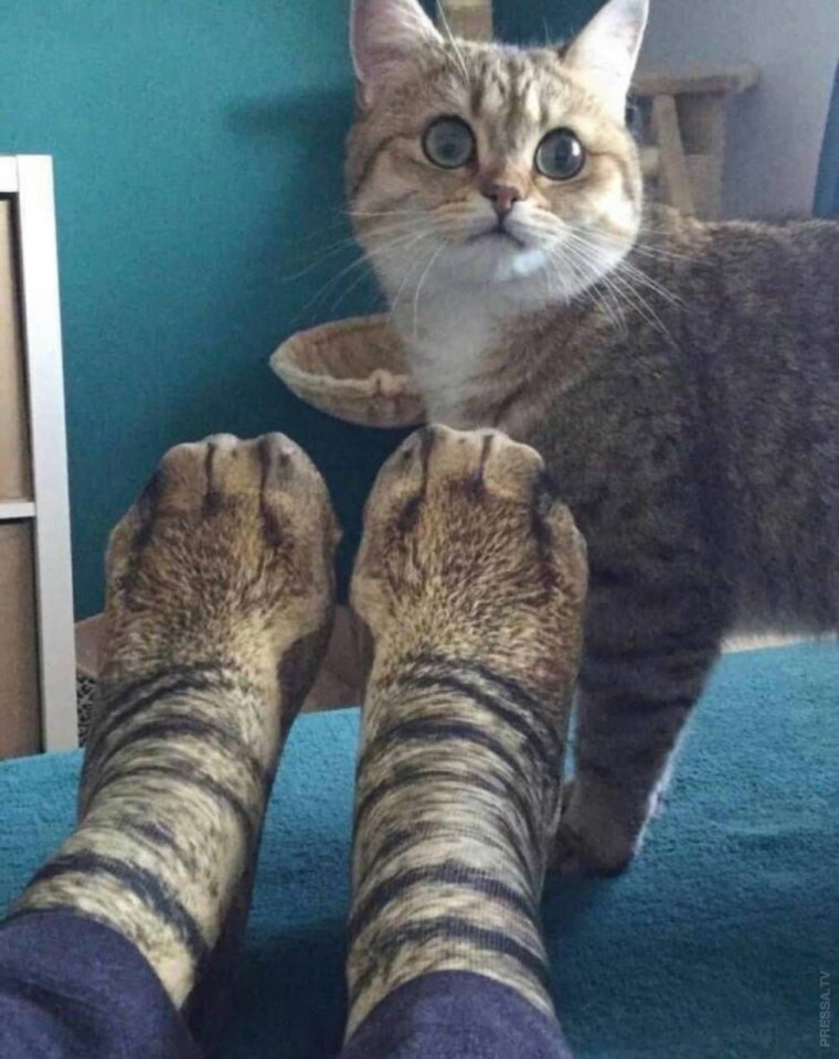 Заряжаю всех хорошим настроением белка