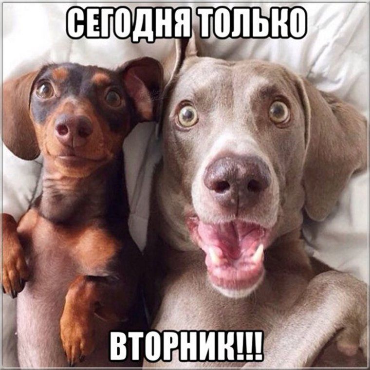 Культурные люди приколы