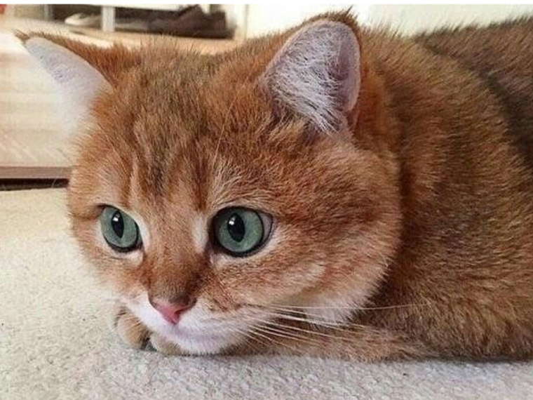 Со вторником животные