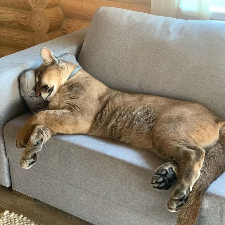 Грустная собака прикол