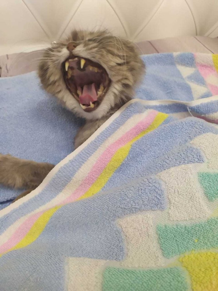 Кляп для кошек