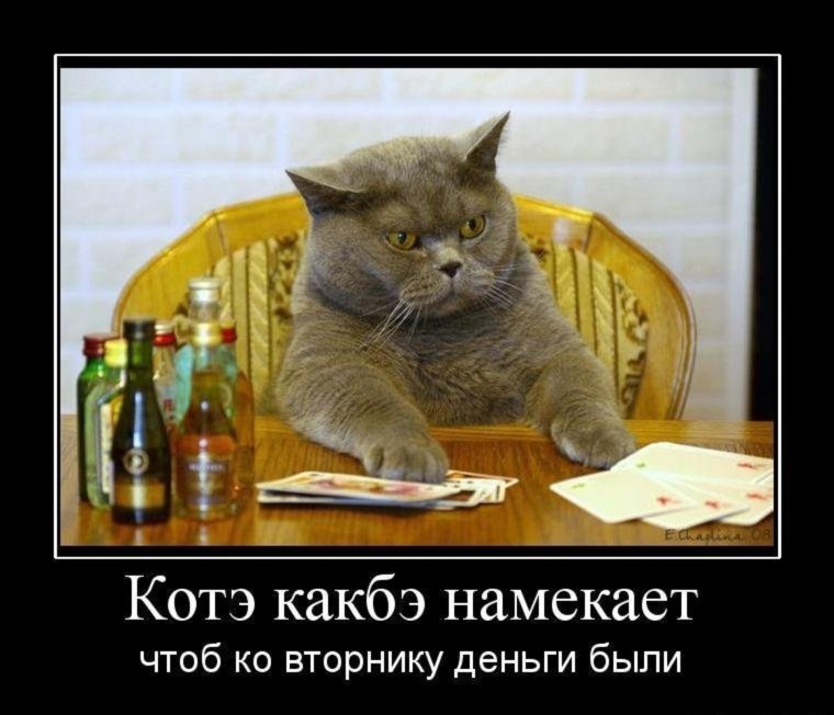 Ленивец прикол