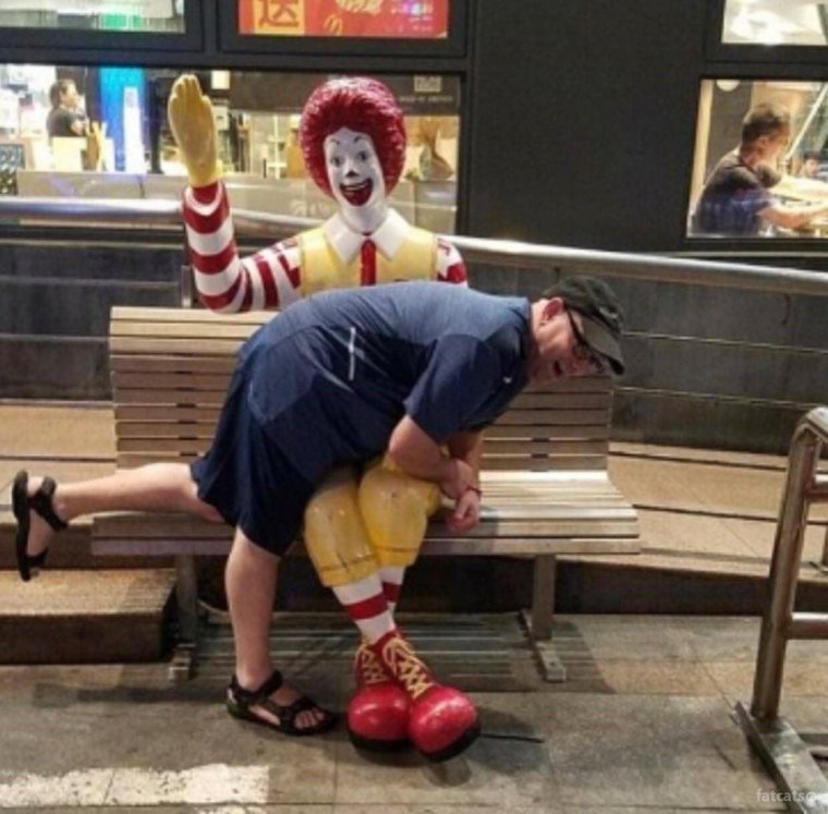 Кошка хозяйка в доме