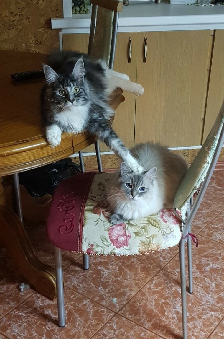 Адриано Челентано приколы