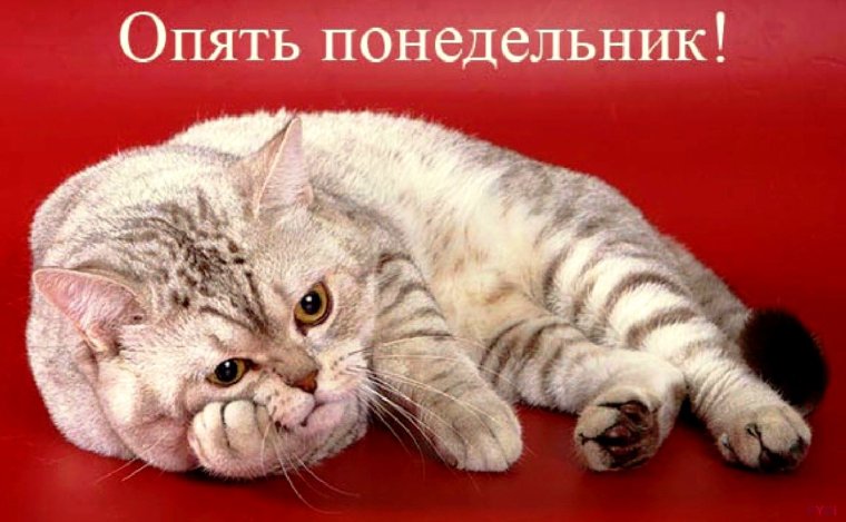 Среда фото приколы