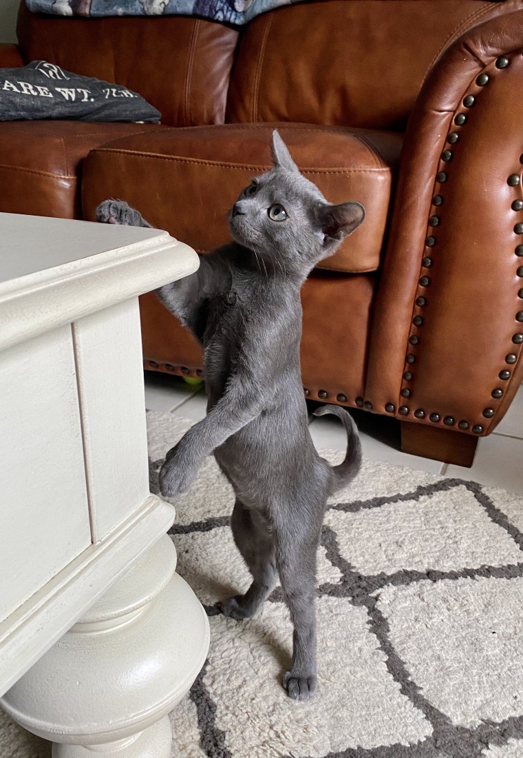 Коты расслабляются