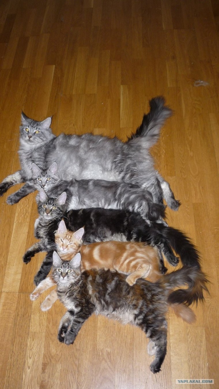 Кот вторник