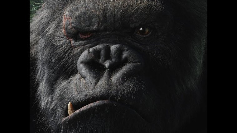 Коты балдеют