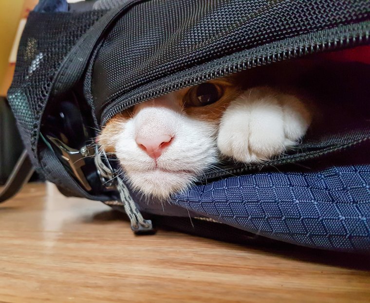 Котики дни недели