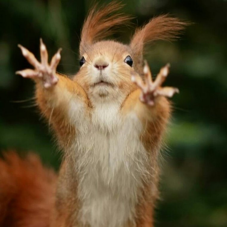 Котик понедельник