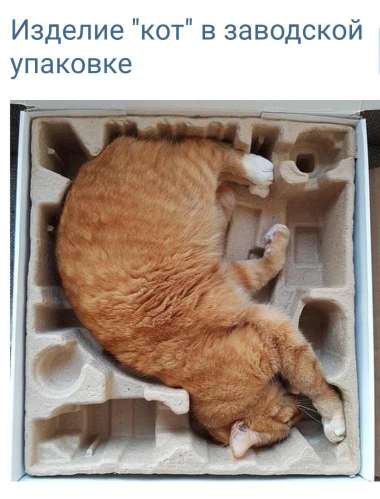 Кот смешно спит