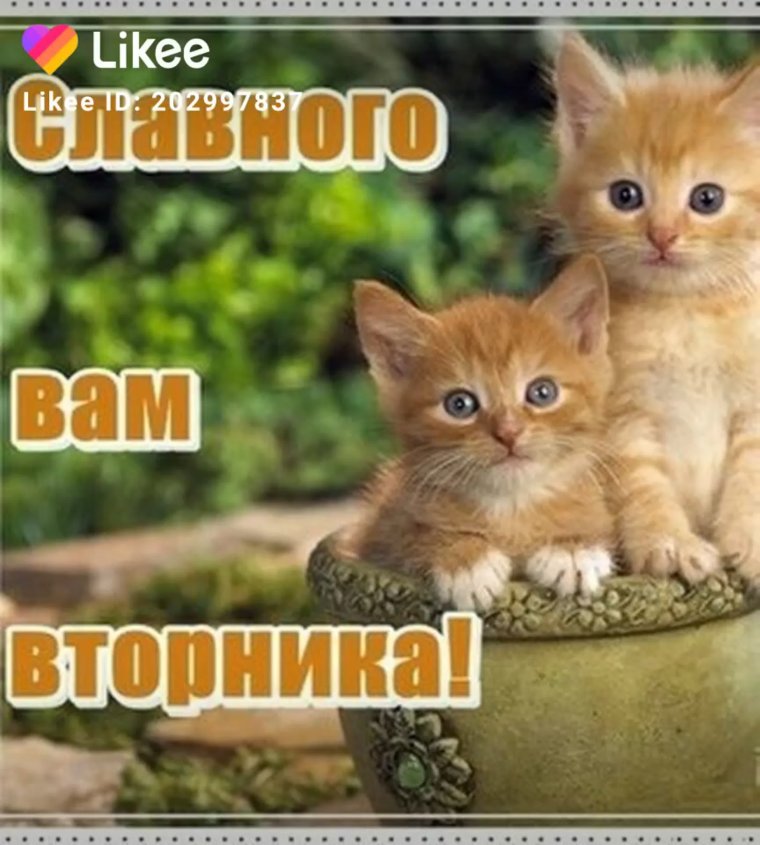 Самый умный кот в мире Месси