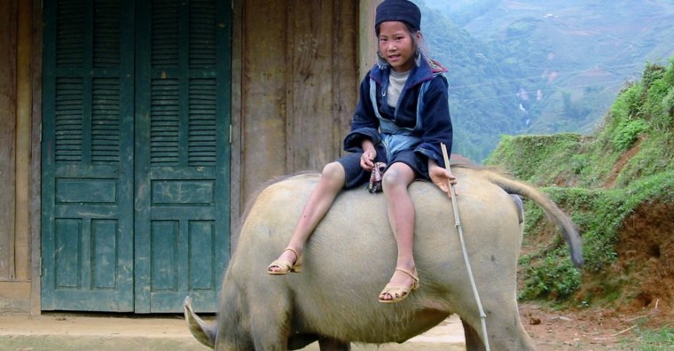 Вьетнамская лошадь