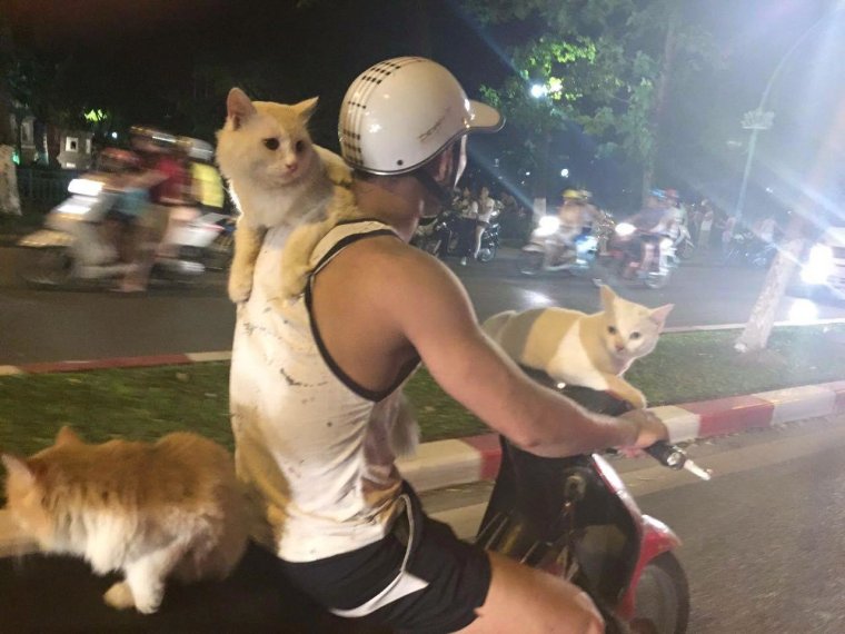 Пастух прикол