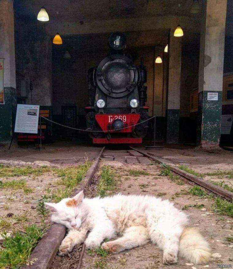 Котик на паровозе