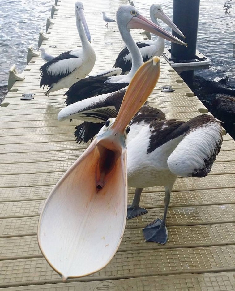 Смешные селфи с котами