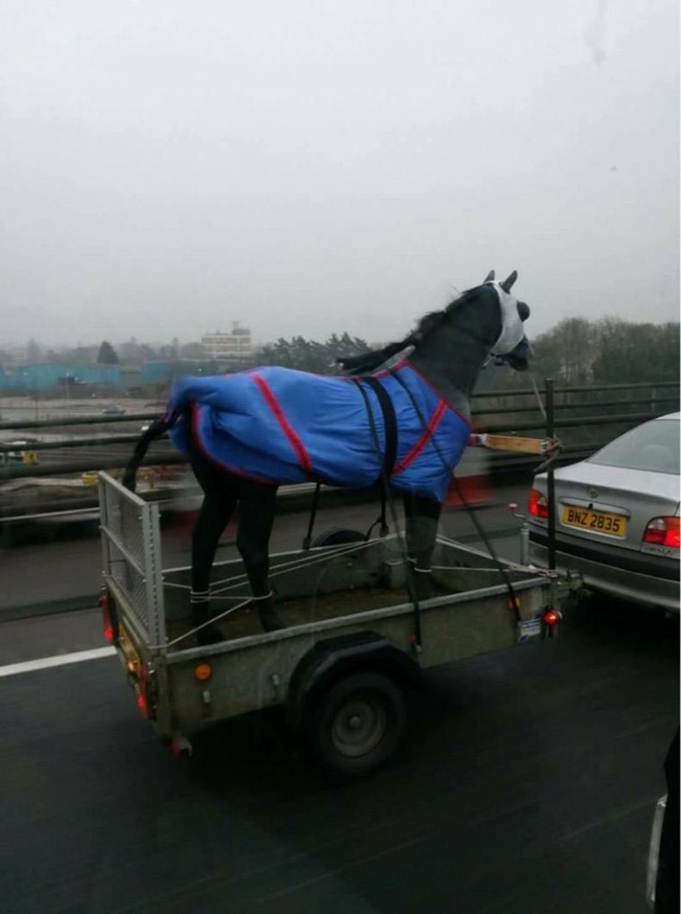 Прицеп для перевозки коней
