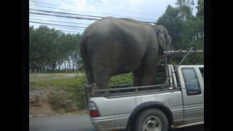 Слон перевозит груз