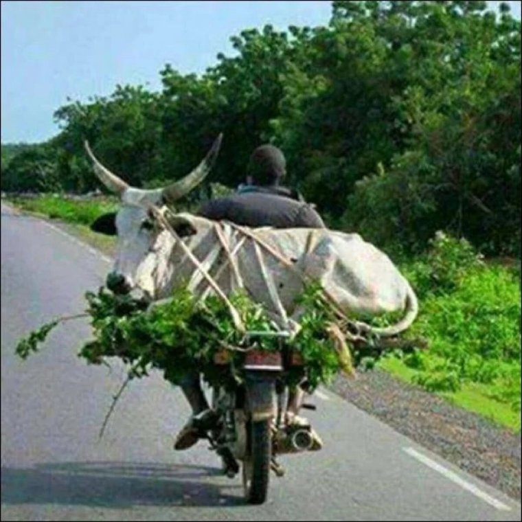 Корова на мотоцикле