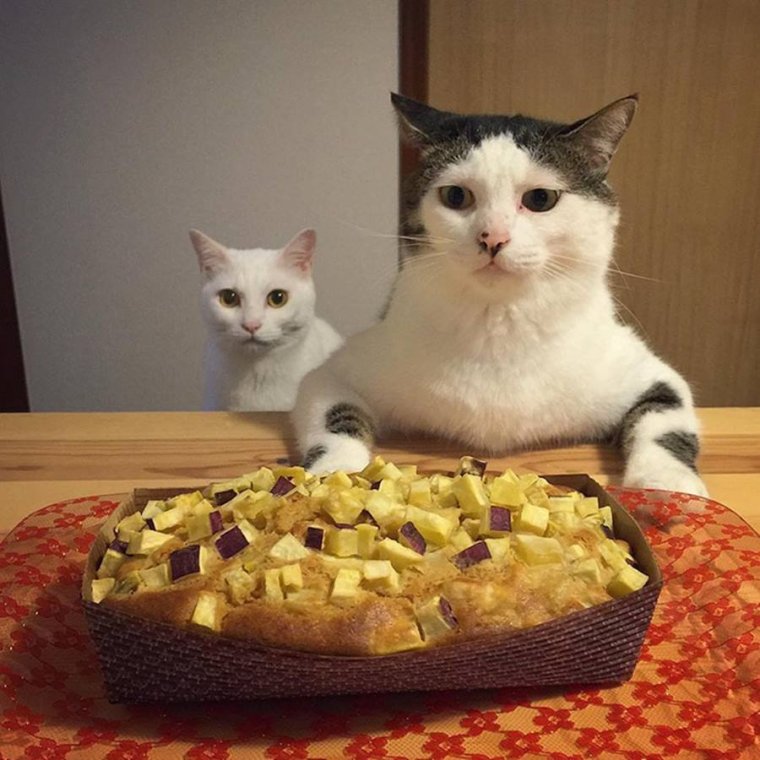 Пирожок прикол