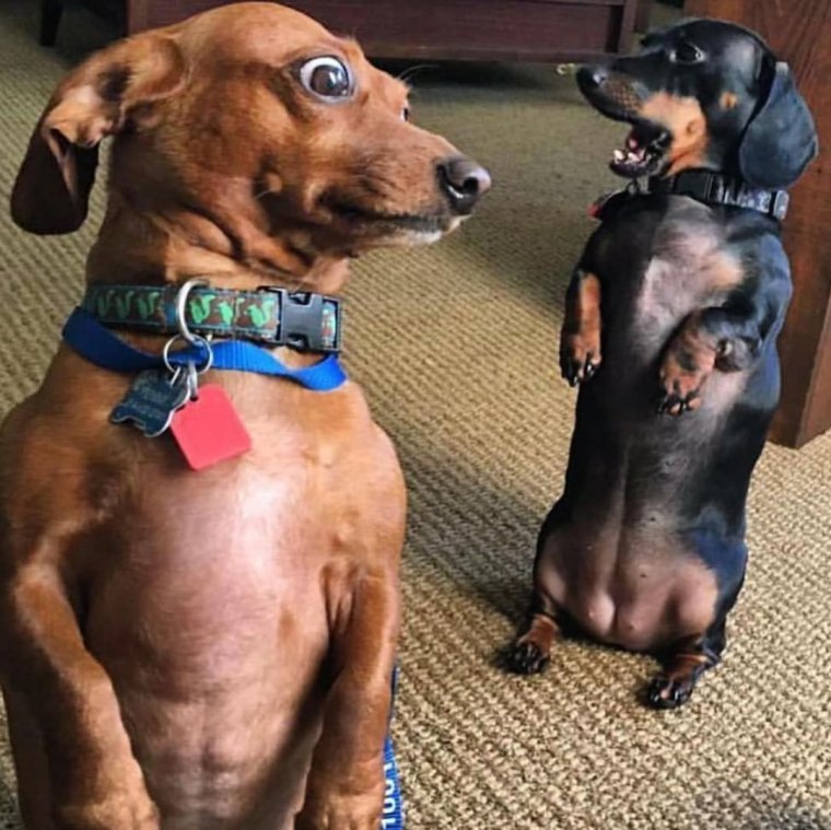 Такса демотиватор