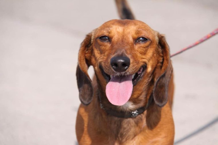 Тупая такса