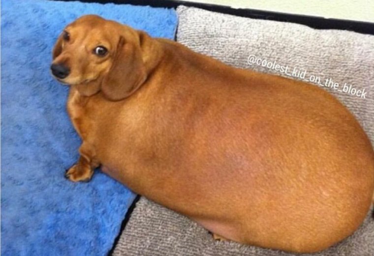 Такса ожирение