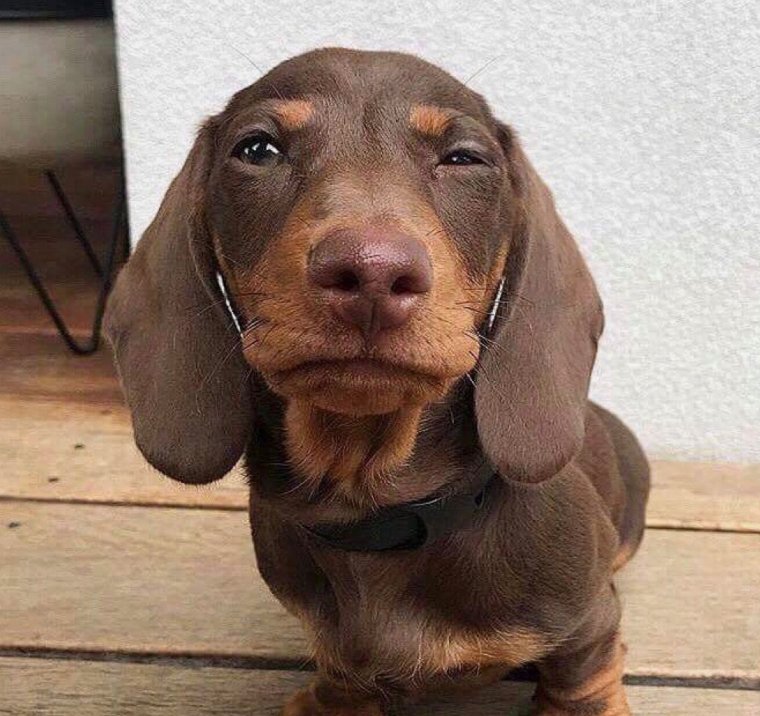 Такса Дакель