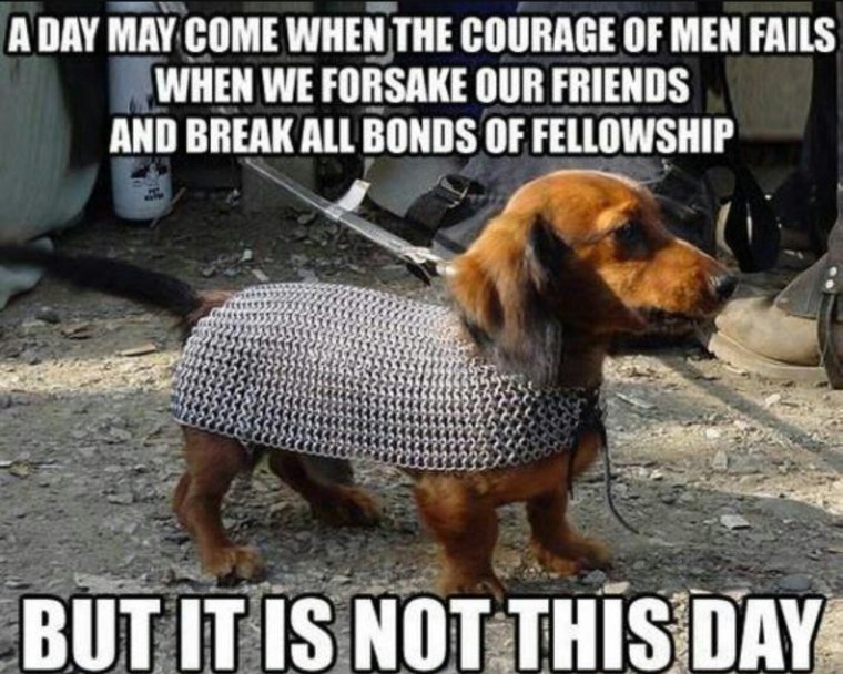 Броня для таксы