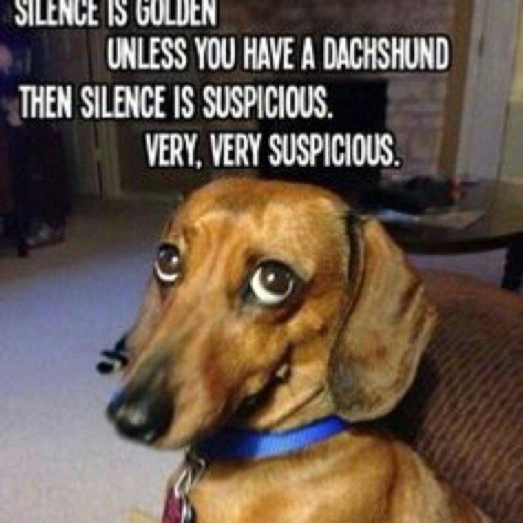 Собака такса Мем