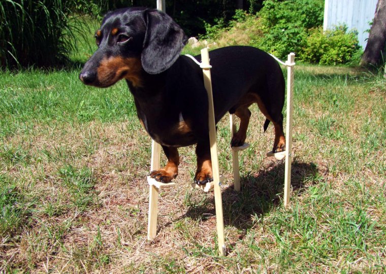 Приколы про такс собак