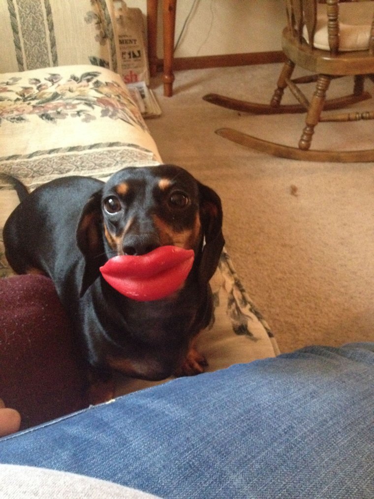 Такса толстенькая