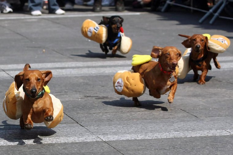 Огромная такса