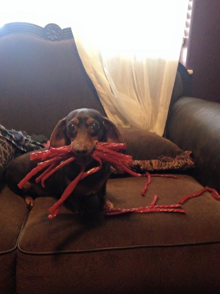 Таксы гадкие собаки юмор