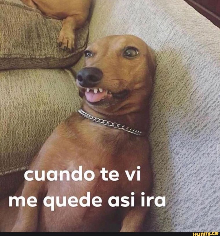 Такса смеется