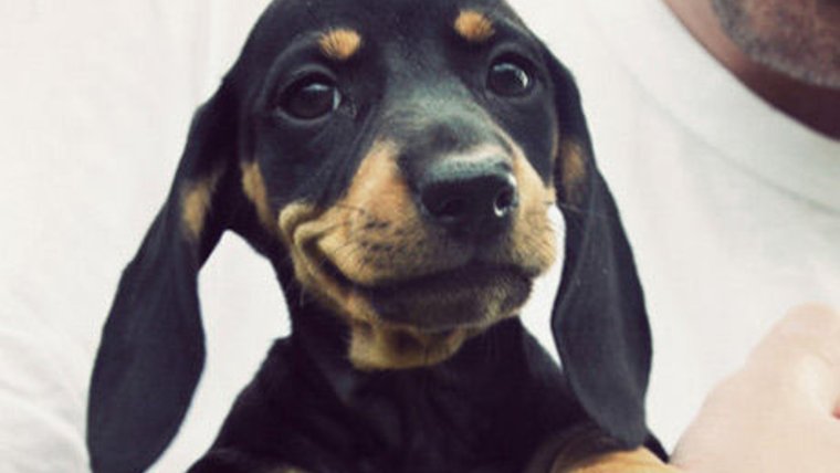 Такса в костюме хот дога