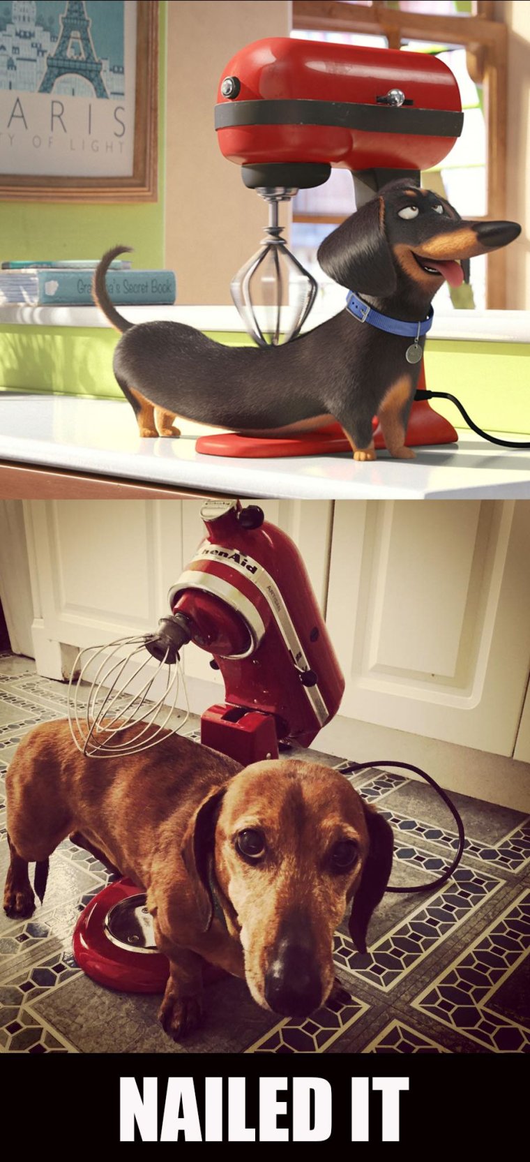 Такса демотиватор