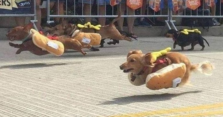 Забеги такс в костюмах хот догов