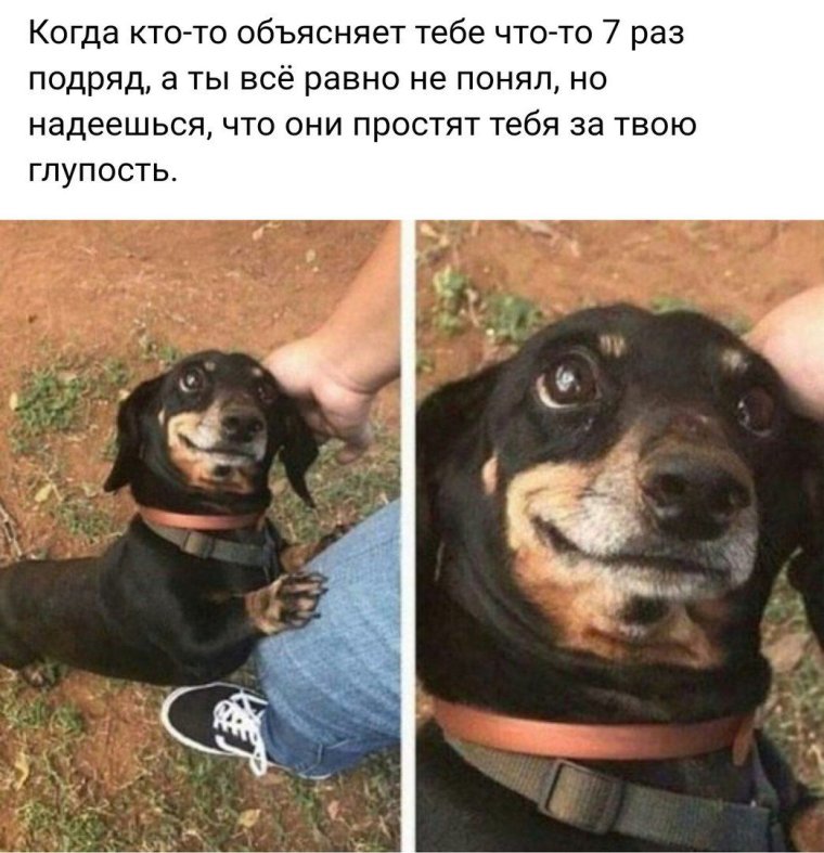 Анекдоты про таксу