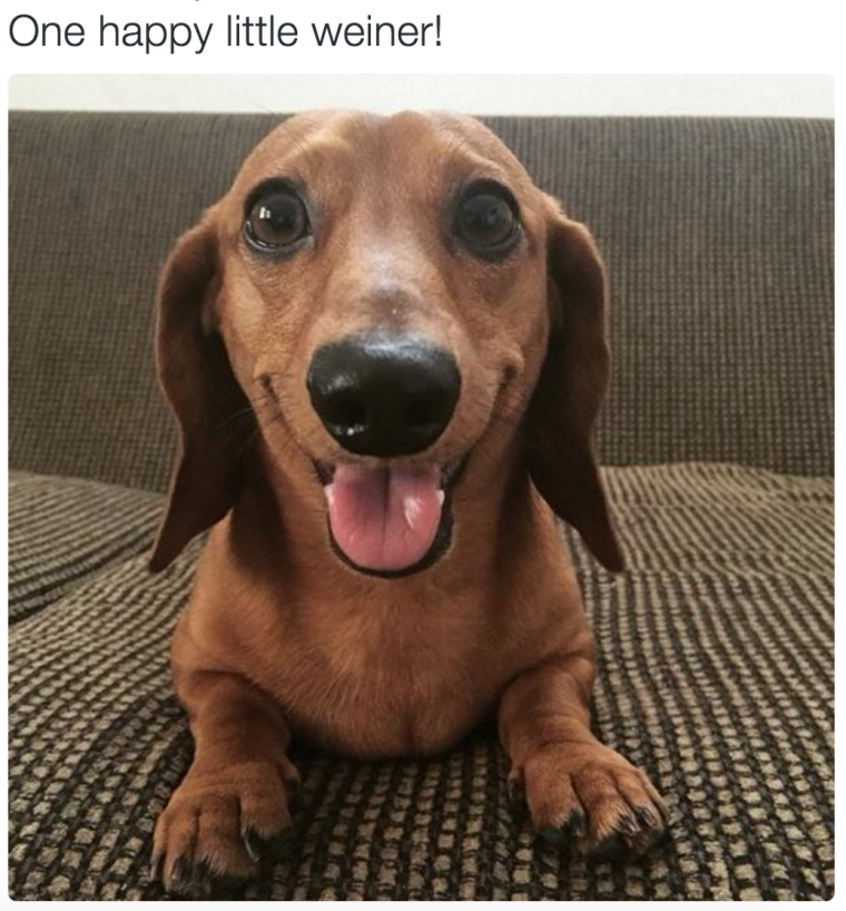 Пасха на носу собака