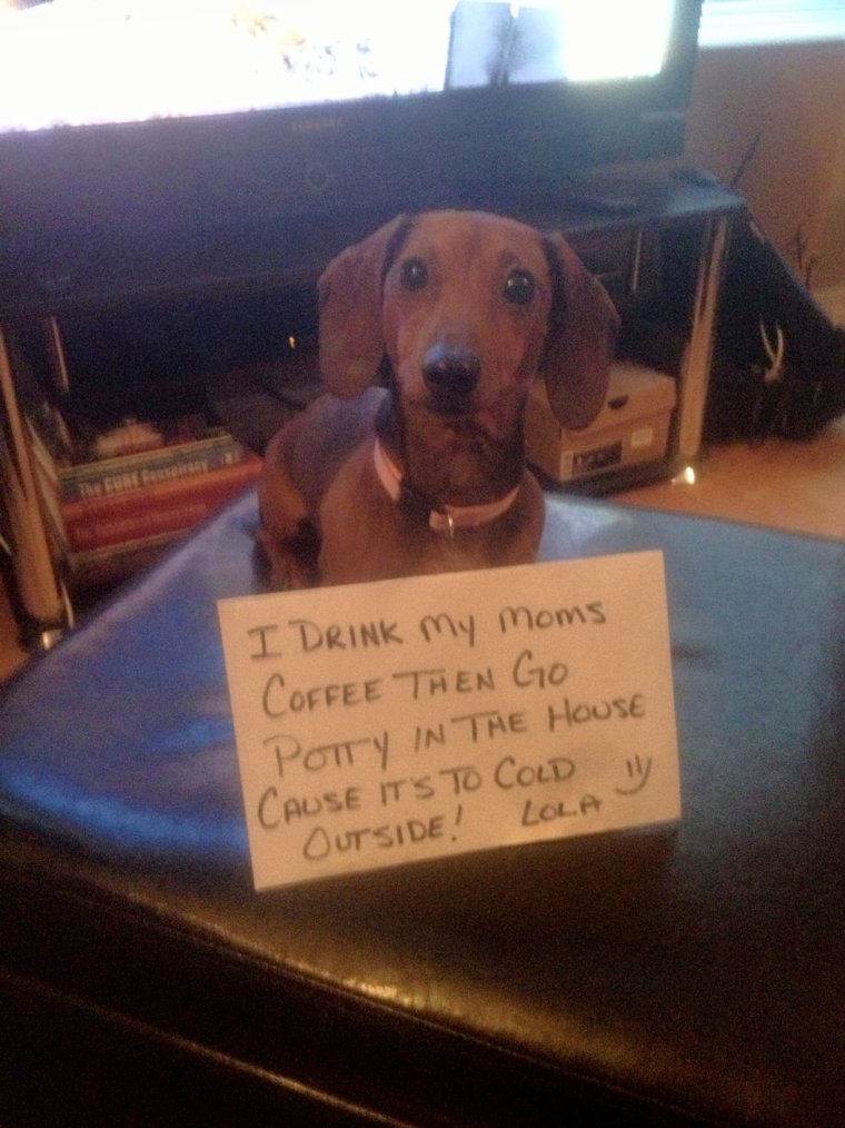 Смешные стишки про такс