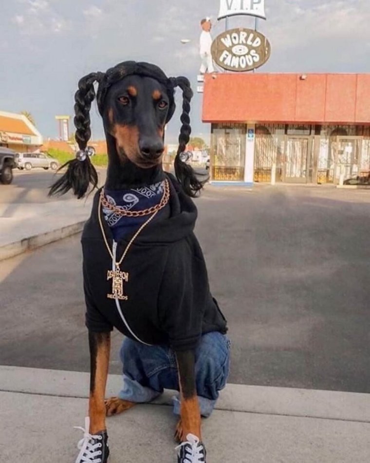 Смешные собаки фотошоп